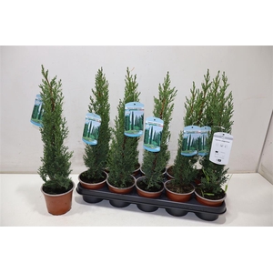 arr8 Cupres Se Totem