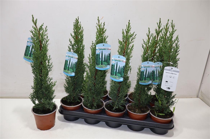 <h4>arr8 Cupres Se Totem</h4>