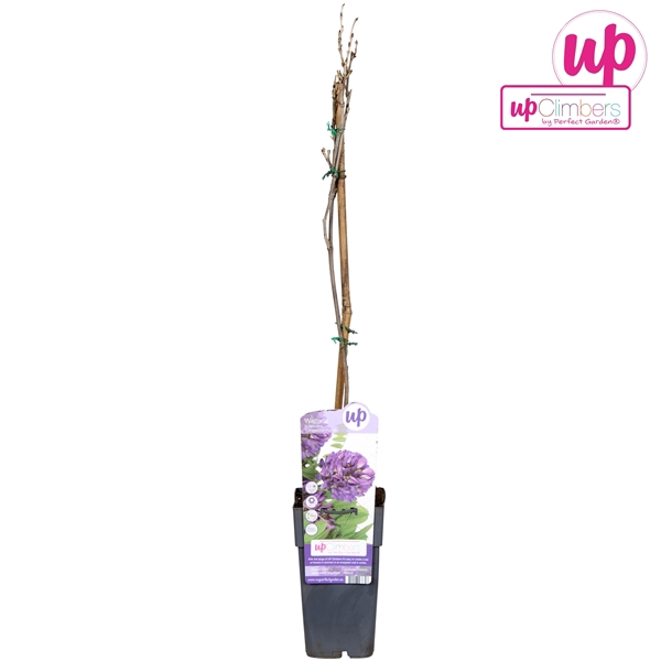 <h4>Wisteria frutescens 'Longwood Purple' P15</h4>