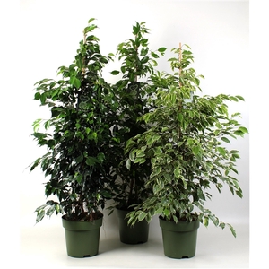 FICUS benjamina mixkar 3-4 soorten