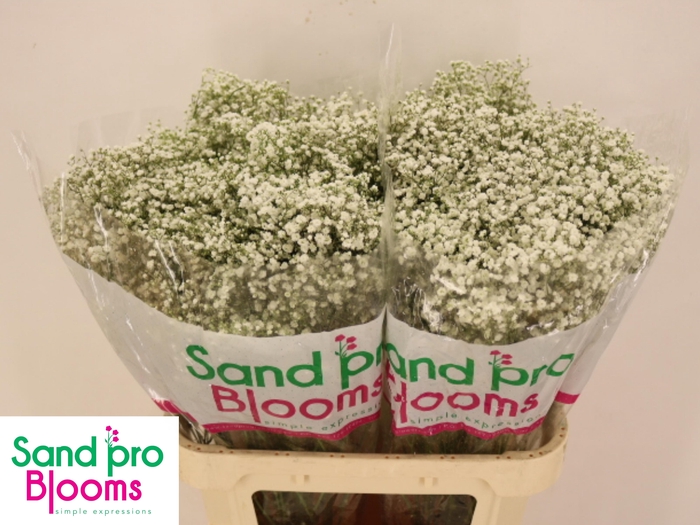 <h4>GYPS PA OPTIMUS</h4>