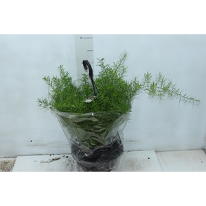 ASPARGO ALFINETE C21