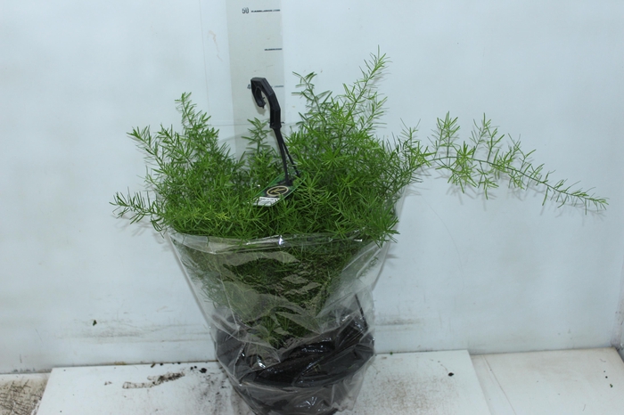 <h4>ASPARGO ALFINETE C21</h4>