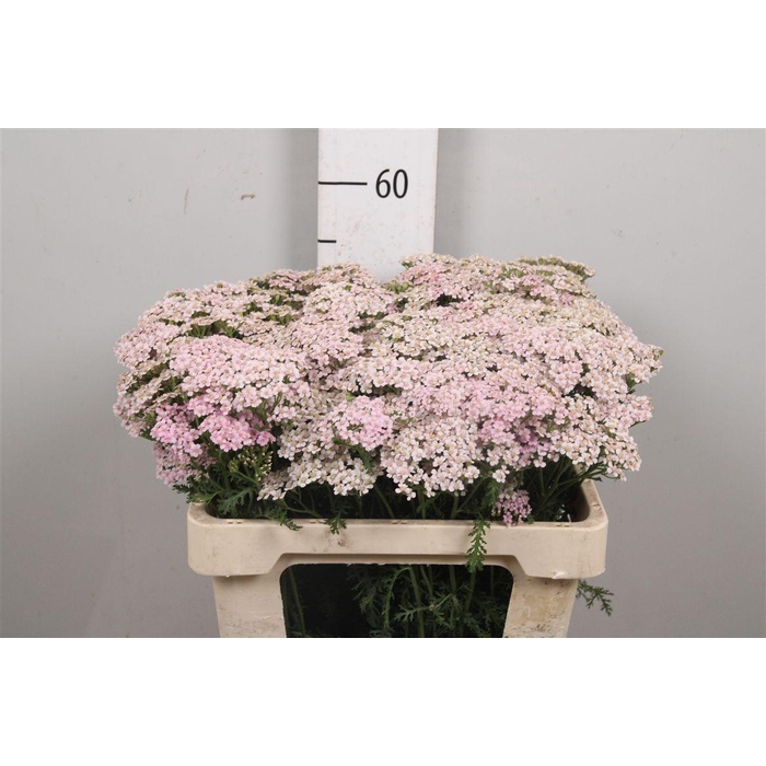 <h4>Achil M Mcl Li Pink</h4>