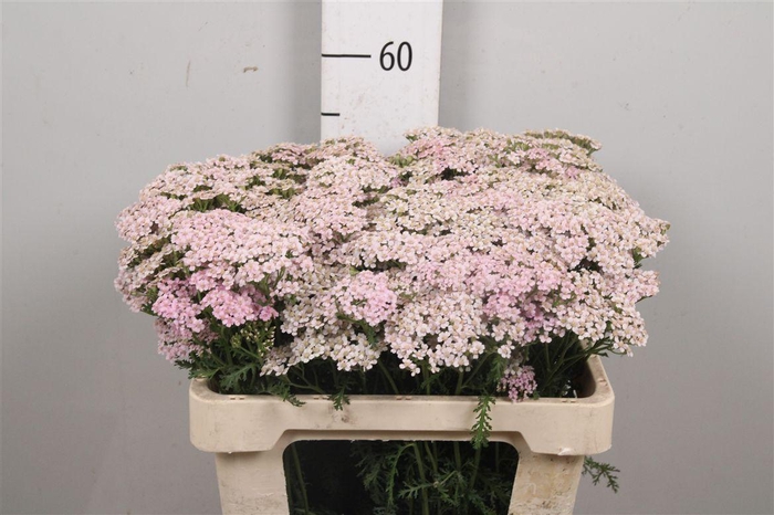 <h4>Achil M Mcl Li Pink</h4>