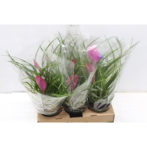 TILLANDSIA CYANEA P12