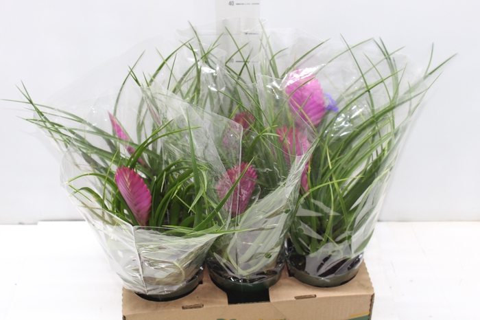 <h4>TILLANDSIA CYANEA P12</h4>