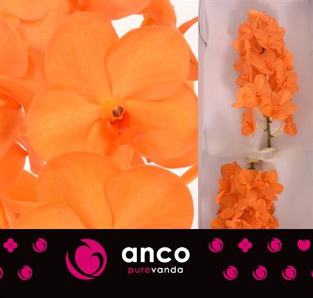 <h4>Vanda Na Prin Orange</h4>