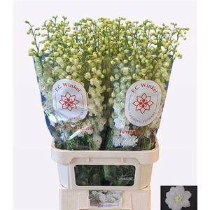 Delph El Du Centurion White