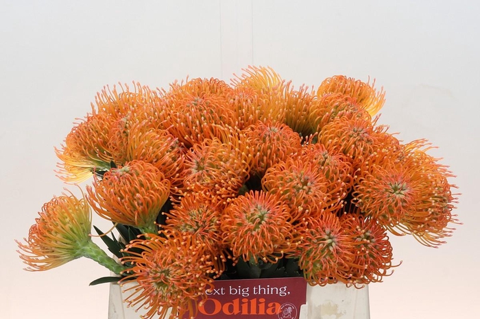 <h4>Nutans Ayoba Peach</h4>