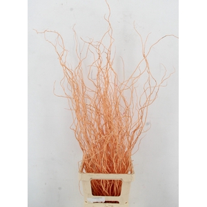 SALIX OV KLB H%