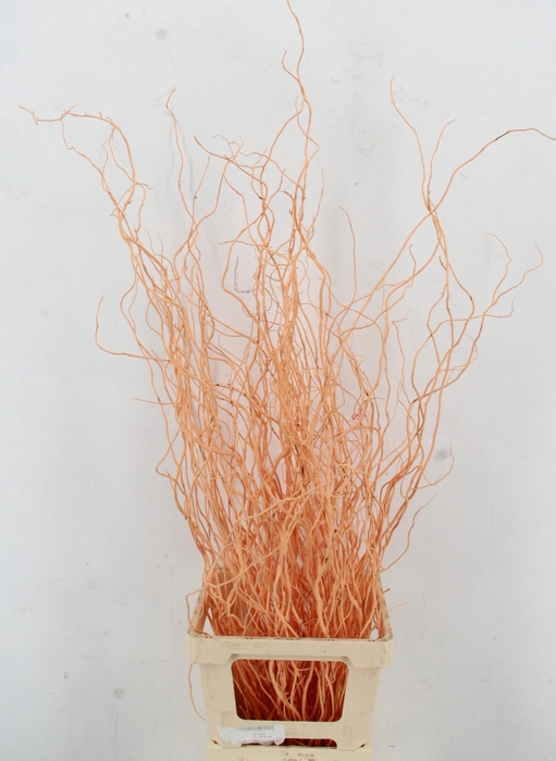 <h4>SALIX OV KLB H%</h4>