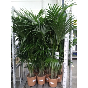 Howea forsteriana