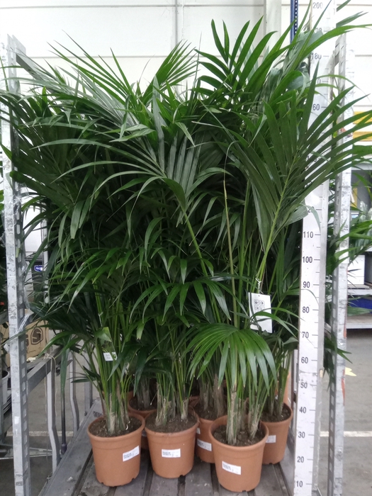 <h4>Howea forsteriana</h4>