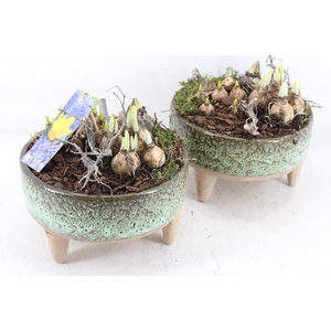 arr4 Bollenmix MB - Ker. luxe schaal pootjes 285/5