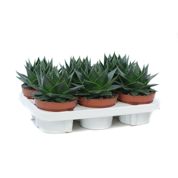 <h4>Aloe cosmo 13 cm</h4>