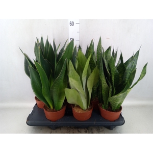 Sansevieria trifa.   ...