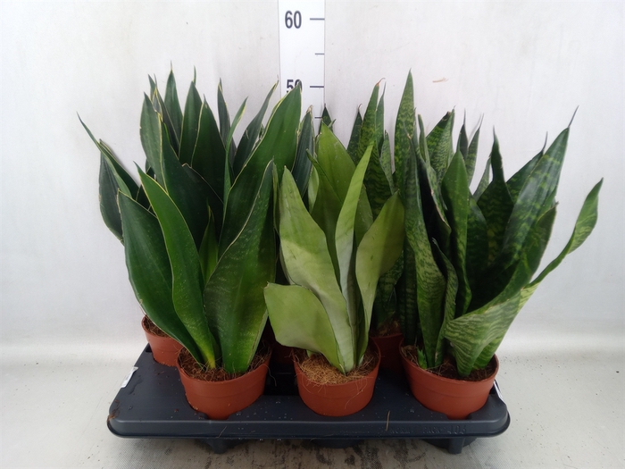 Sansevieria trifa.   ...