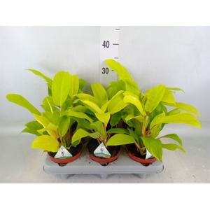 Philodendron  'Malay Gold'