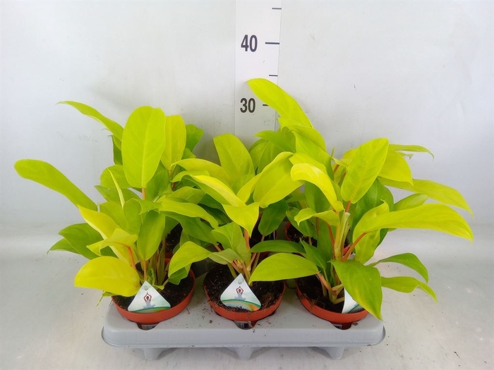 <h4>Philodendron  'Malay Gold'</h4>