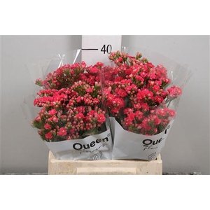 Kal Sens Pink Meadow