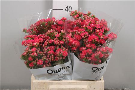 <h4>Kal Sens Pink Meadow</h4>