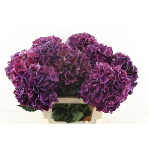 Hydr M Ruby Purple 60-19