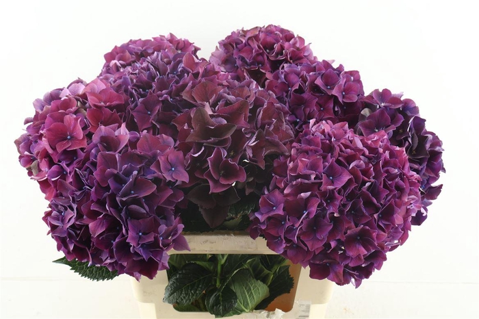 <h4>Hydr M Ruby Purple 60-19</h4>