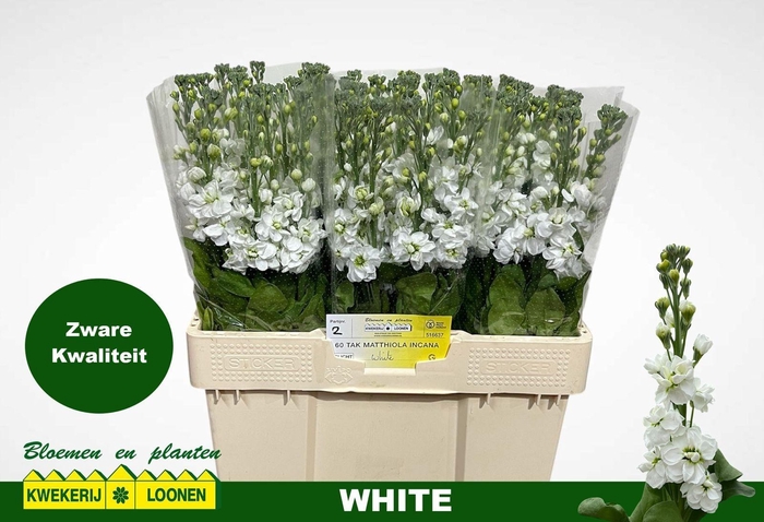 <h4>MATTH MILLA WHITE</h4>