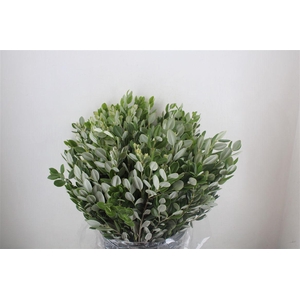 Pittosp Ralphi Leaves 400gr P Bunch