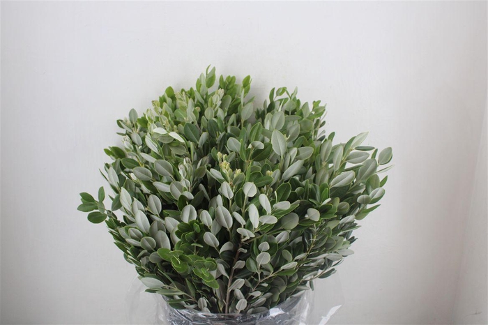 <h4>Pittosp Ralphi Leaves 400gr P Bunch</h4>