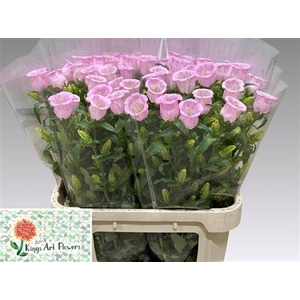 Camp M Champion Rose