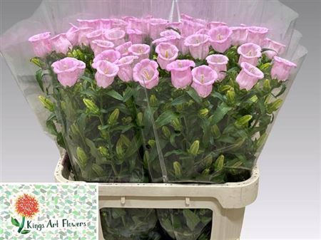<h4>Camp M Champion Rose</h4>