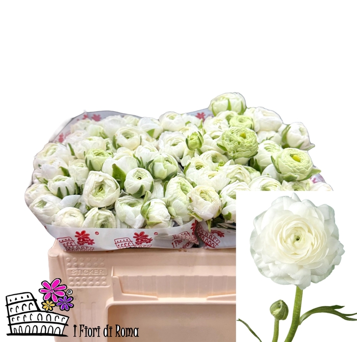 <h4>RAN EL WHITE</h4>