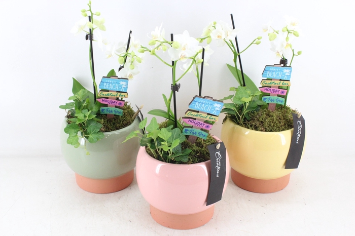 <h4>arr1 MC - Bolpot x3 mix phal. special summer</h4>