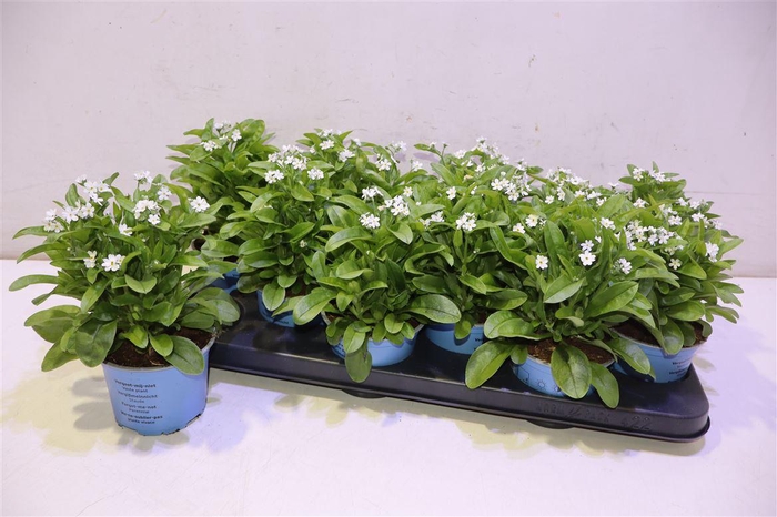 <h4>Myos Sy Mon Ami Whit</h4>