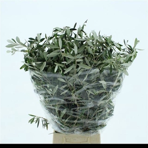 OLEA EUROPAEA BS