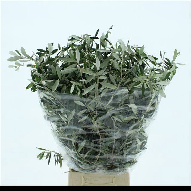 <h4>OLEA EUROPAEA BS</h4>