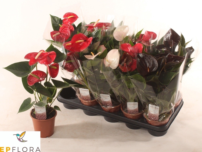 <h4>ANTHU AN GEM 3 KL</h4>