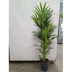 Howea forsteriana
