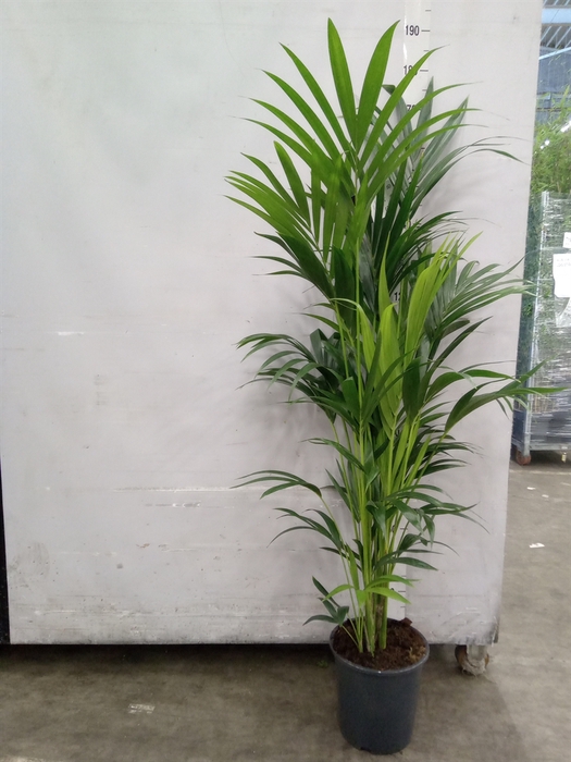 <h4>Howea forsteriana</h4>