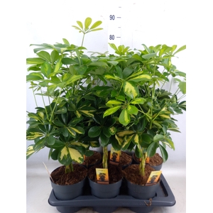 Schefflera arbor.   ...