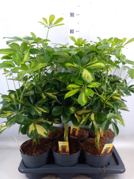 <h4>Schefflera arbor.   ...</h4>