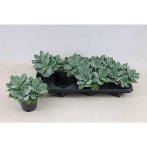 Senecio Cephalophorus 12cm