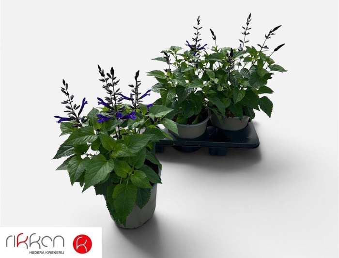 <h4>SALVIA LAKE BLUEBERR</h4>