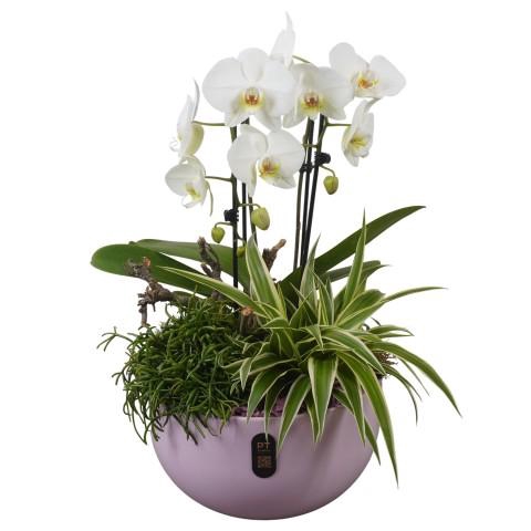 <h4>PTIB5139 Arrangementen kamerplanten</h4>