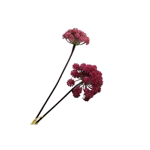 Angelica Aubergine