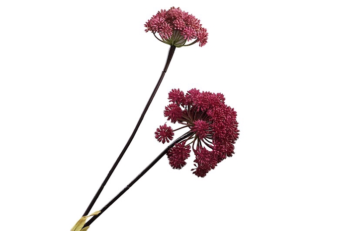 <h4>Angelica Aubergine</h4>