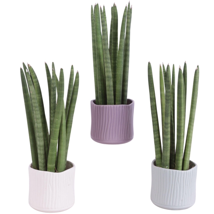 <h4>Sansevieria Cylindrica Straight 11 Leaf in Ø10cm Ceramic SE570</h4>