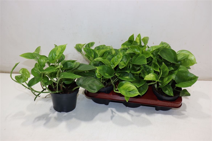 <h4>Epipr Global Green</h4>